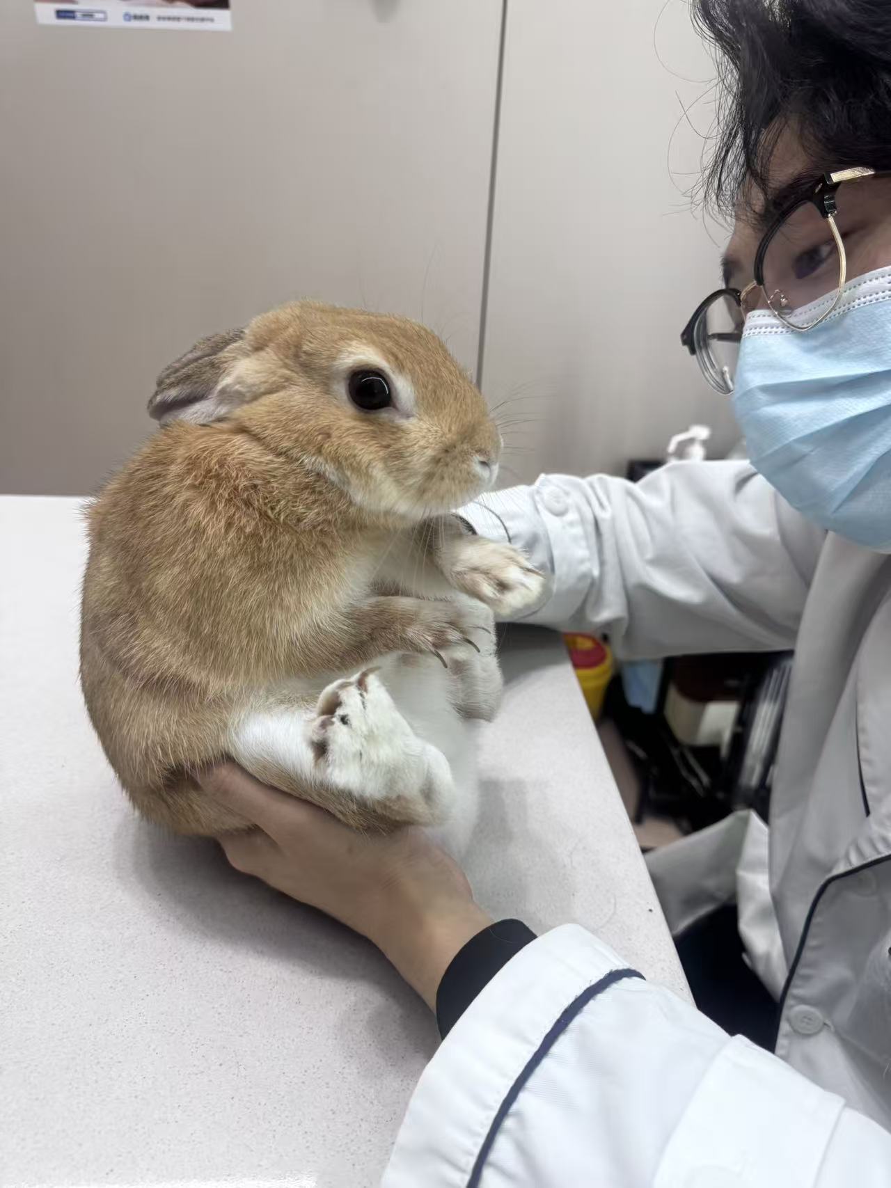 兔