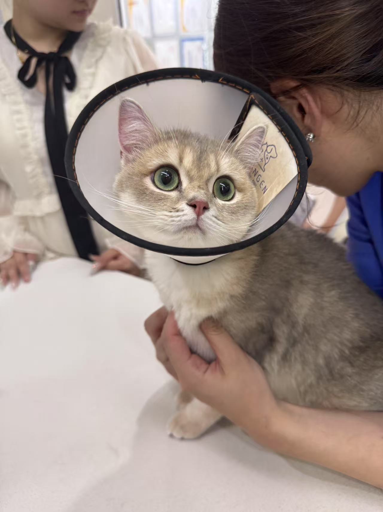 猫咪